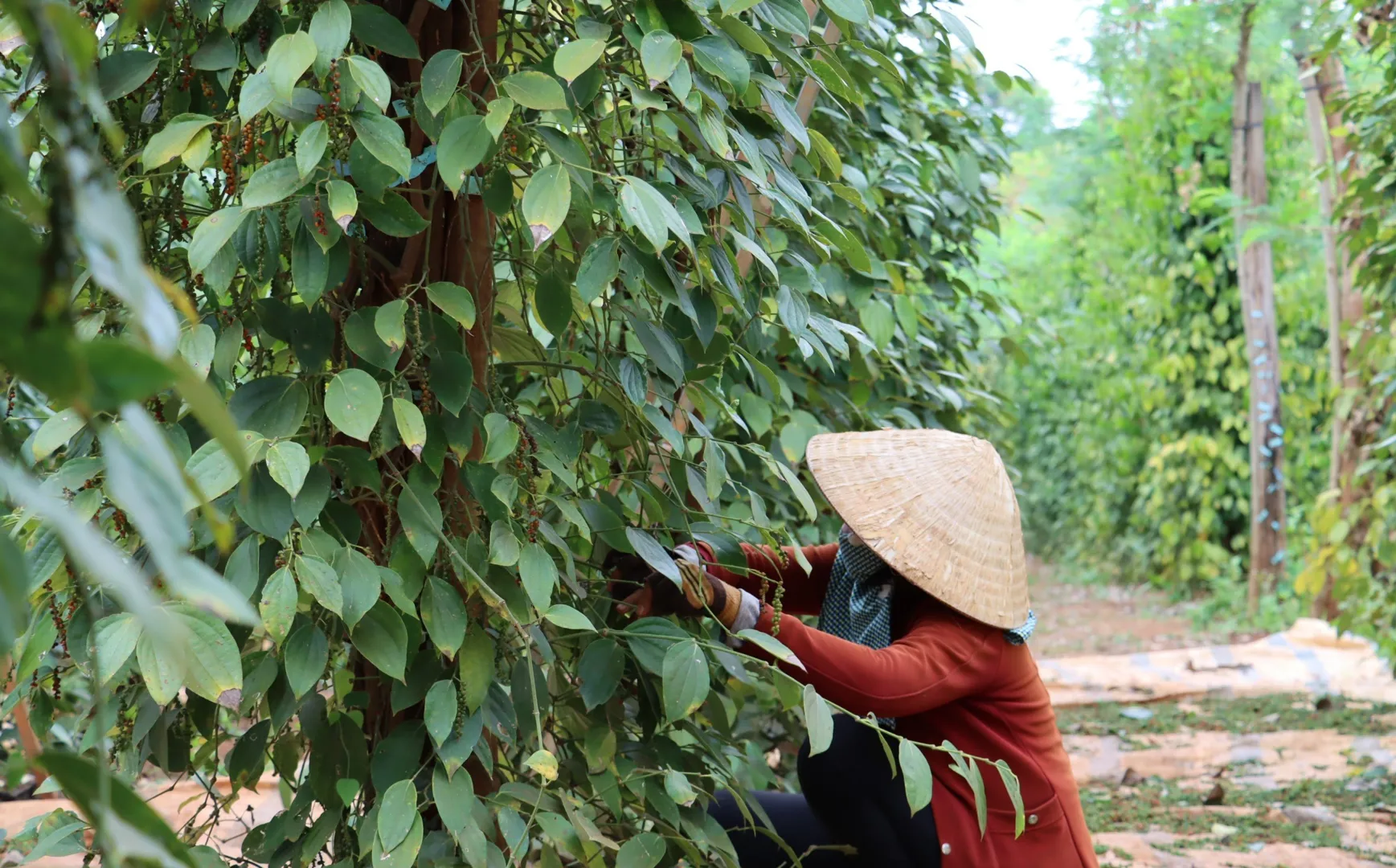 Giá tiêu hôm nay 29/1/2025: chờ đợi giá tiêu tăng ngay sau nghỉ Tết Nguyên đán