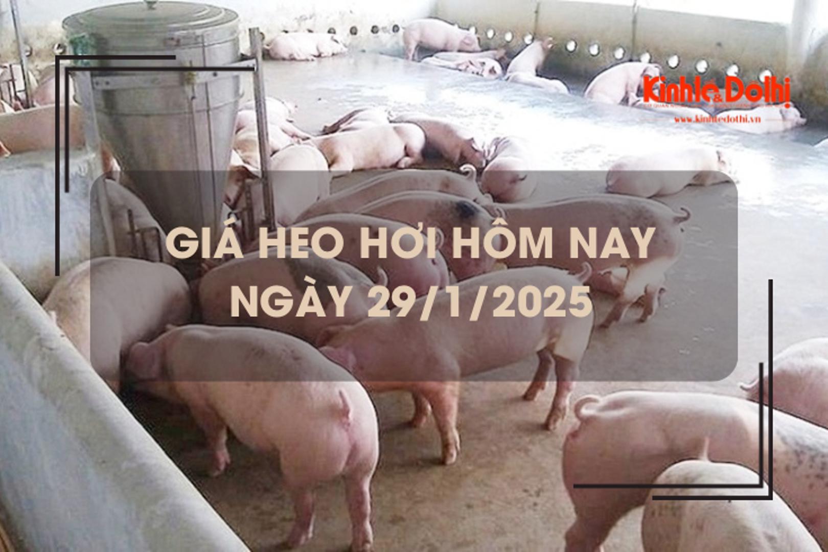 Giá heo hơi hôm nay 29/1: đi ngang trong ngày đầu năm mới Ất Tỵ 