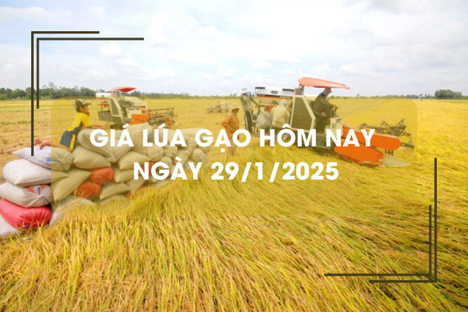 Giá lúa gạo hôm nay 29/1: giá bình ổn ngày Tết 