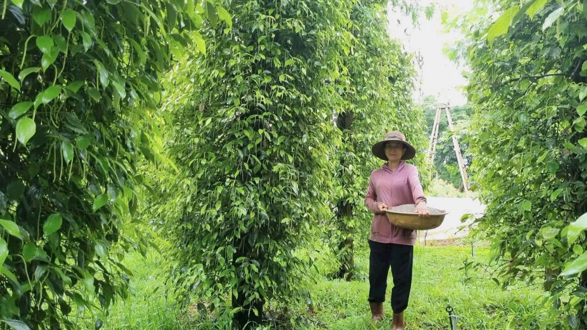 Giá tiêu hôm nay 2/2/2025: giá tiêu chờ cơ hội bùng nổ trong năm 2025