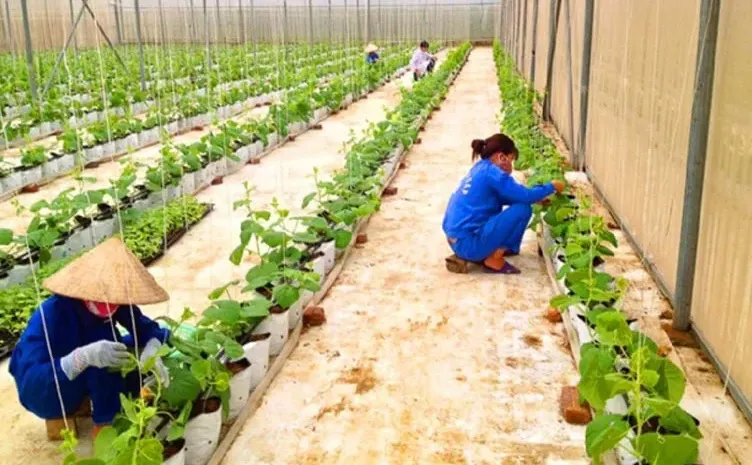 Nâng tầm ngành nông nghiệp tỉnh Hòa Bình