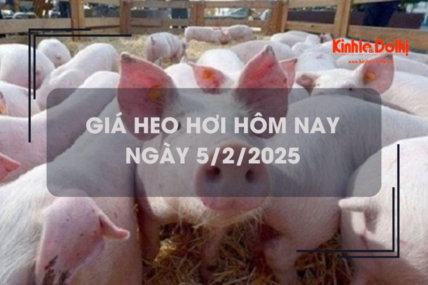 Giá heo hơi hôm nay 5/2: tiếp đà tăng nhanh