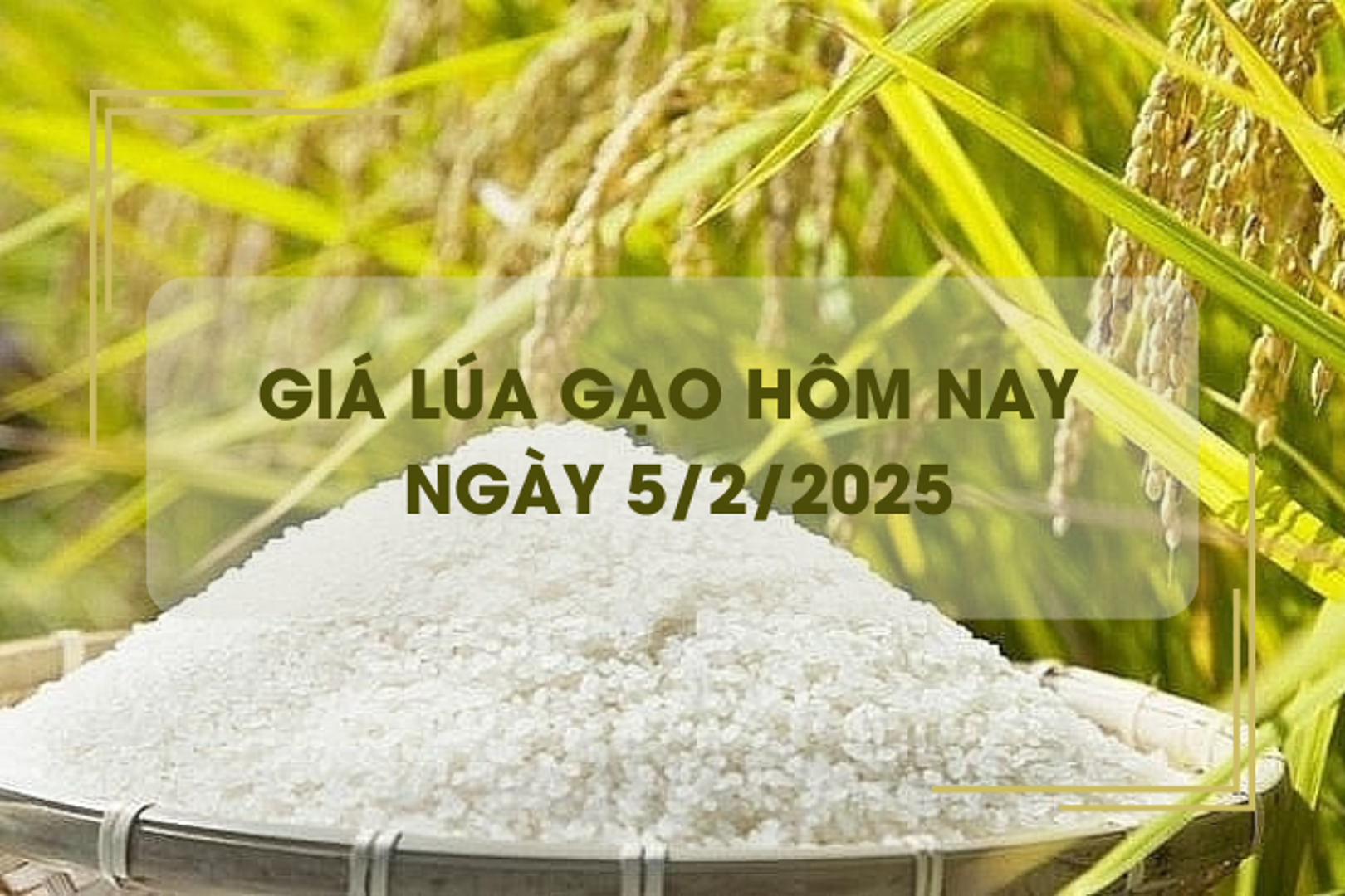 Giá lúa gạo hôm nay 5/2: giá gạo tăng nhẹ 100 đồng/kg