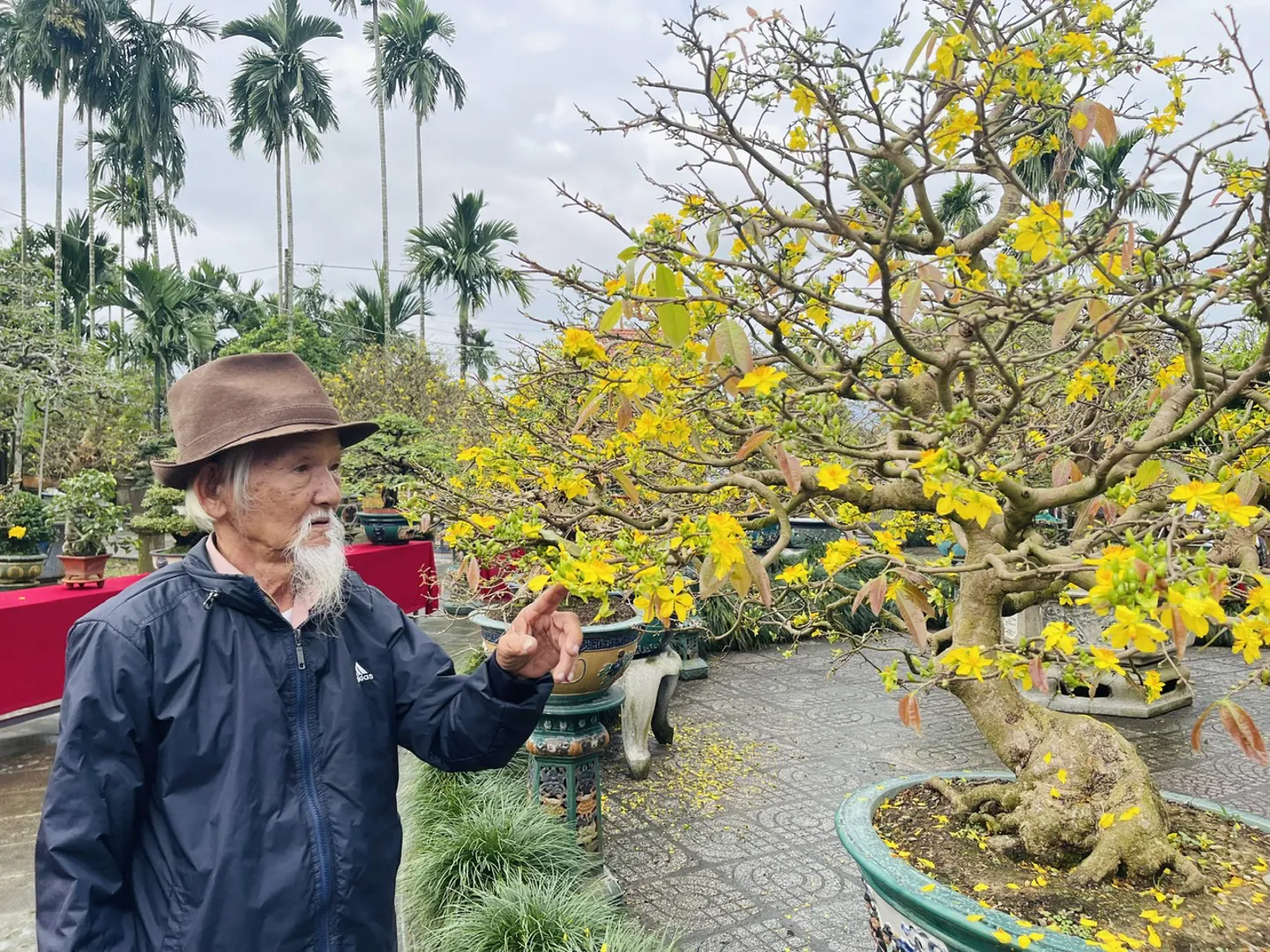 Mai quý khoe sắc trong ngày Bonsai mai vàng 