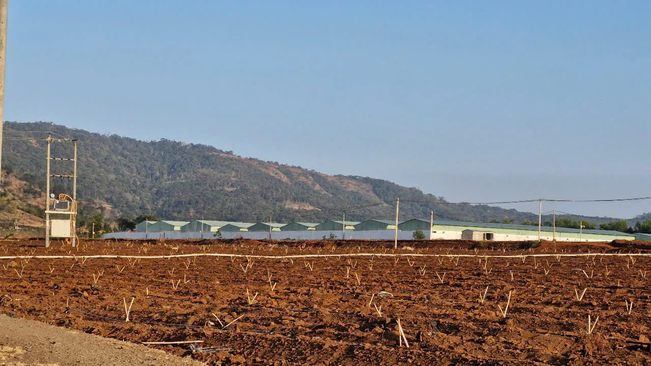 Gia Lai: lấy mẫu, kiểm tra trại nuôi heo nghi bị dịch tả lợn châu Phi