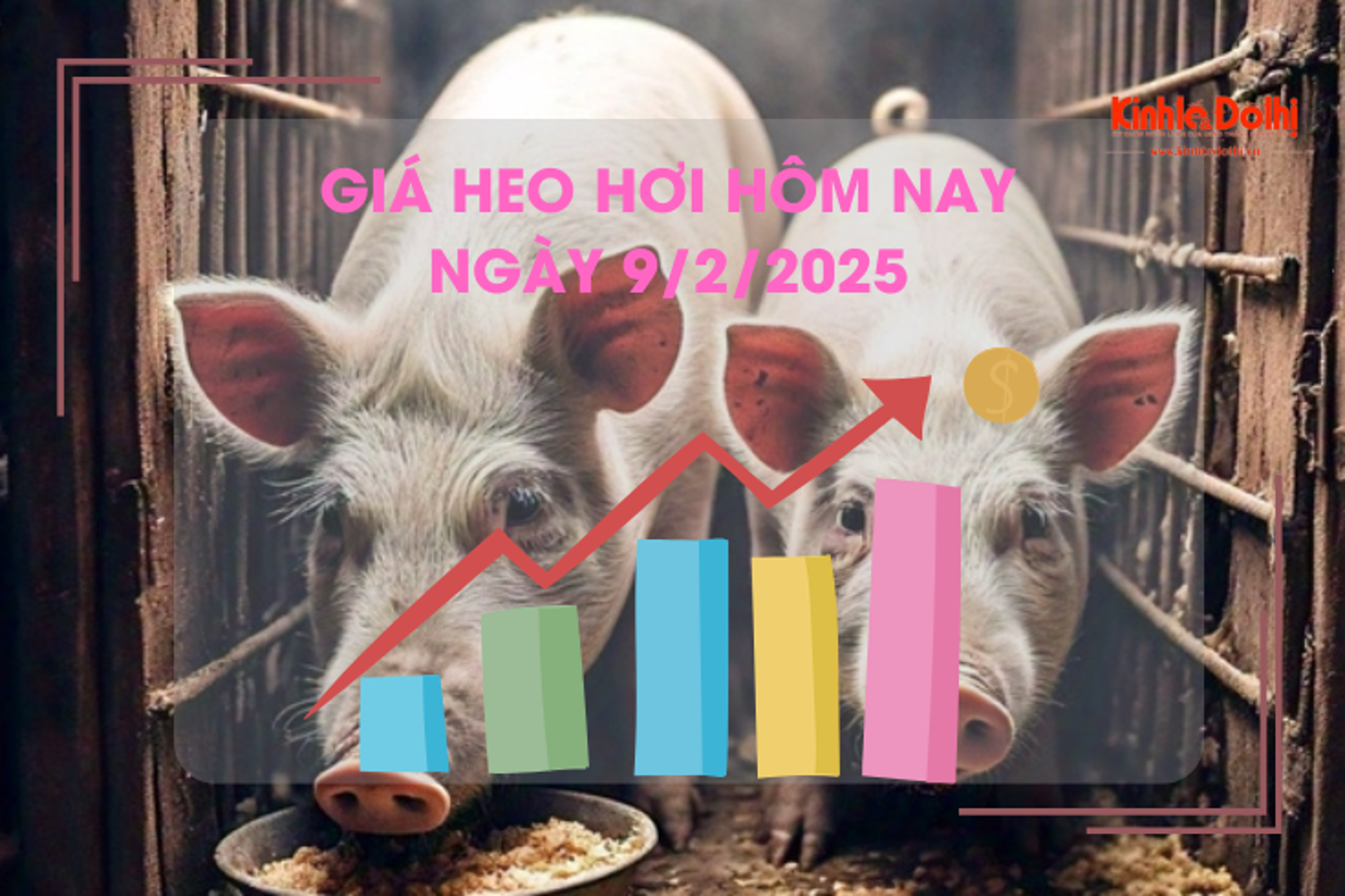 Giá heo hơi hôm nay 9/2: trở lại đà tăng trên cả nước 