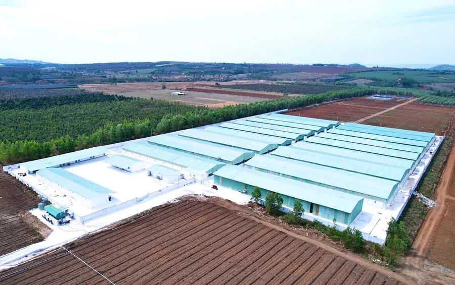 Gia Lai: trại heo giống xuất bán không có dịch