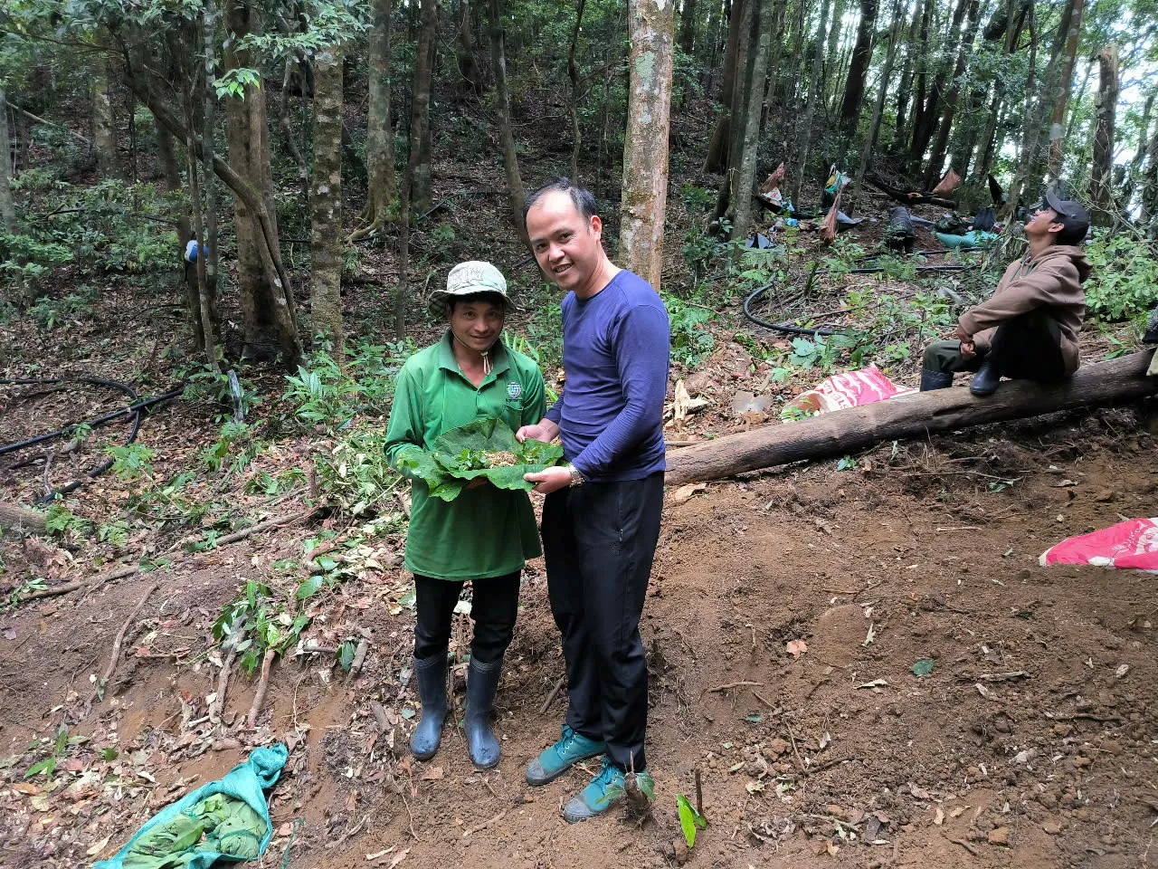 Kon Tum: chương trình mục tiêu Quốc gia đưa giống sâm Ngọc Linh cho người nghèo