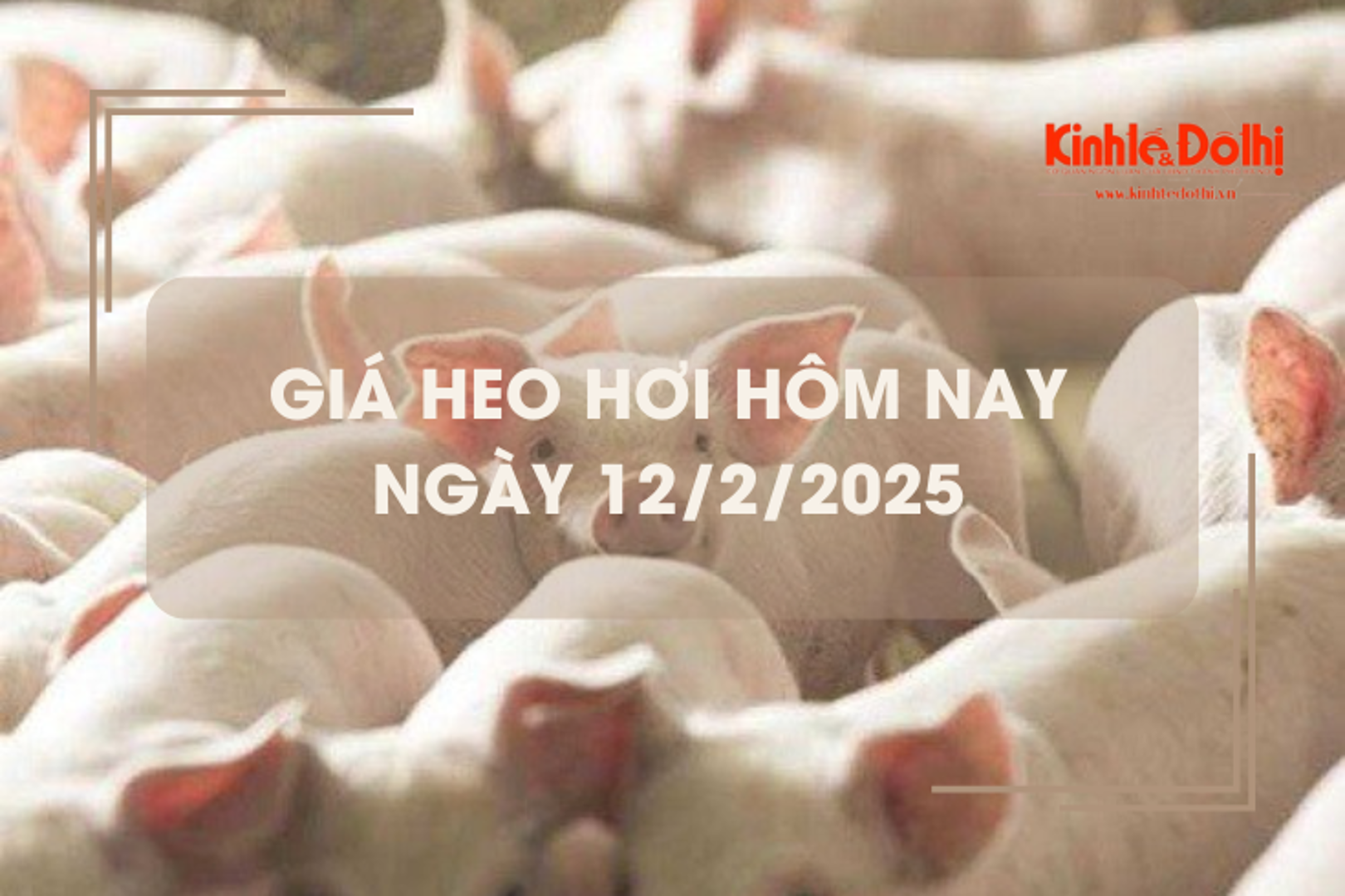 Giá heo hơi hôm nay 12/2: miền Bắc và miền Nam tiếp tục tăng 1.000 đồng/kg