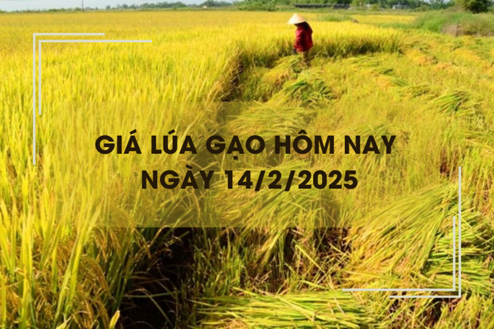 Giá lúa gạo hôm nay 14/2: duy trì ổn định 