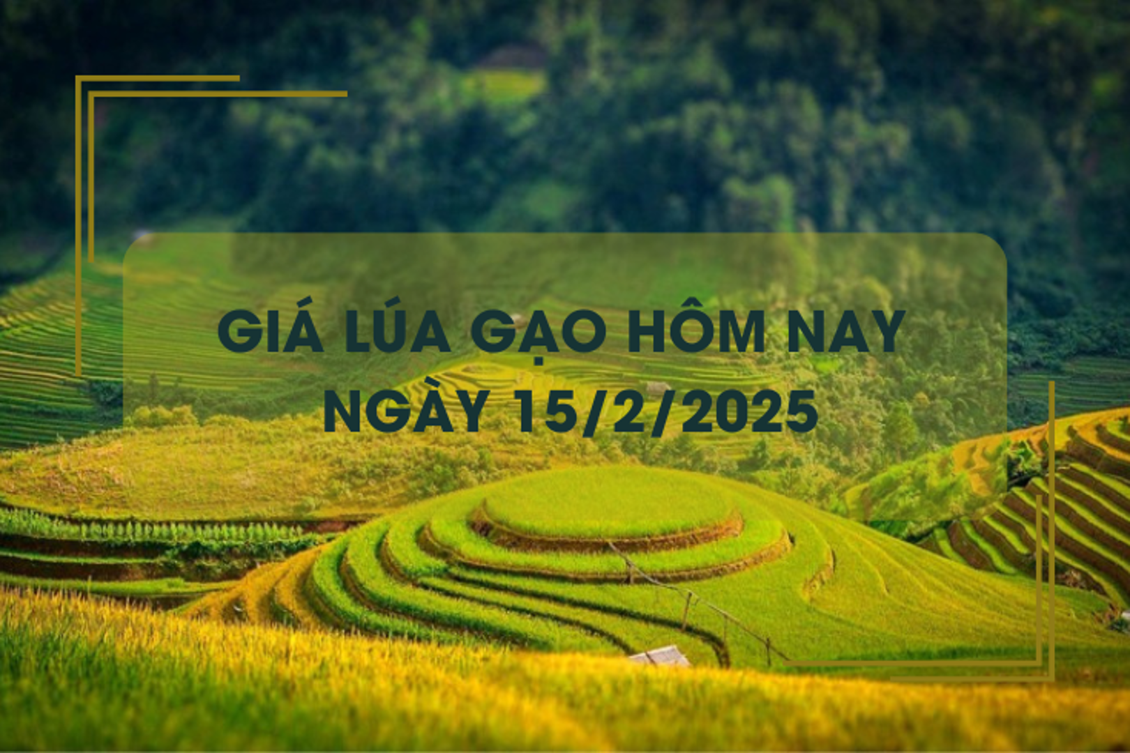 Giá lúa gạo hôm nay 15/2: lúa tươi đảo chiều giảm nhẹ