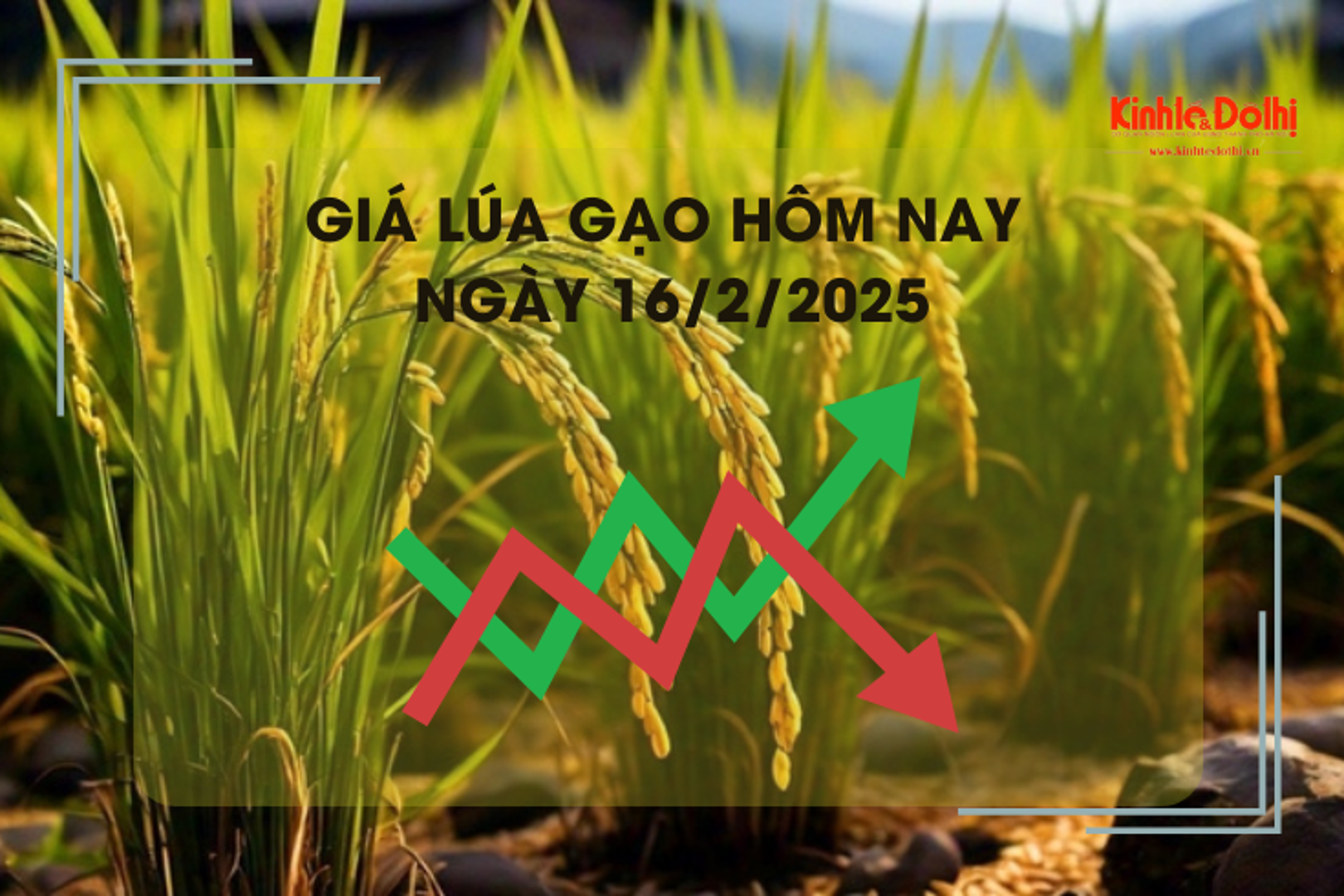 Giá lúa gạo hôm nay 16/2: giá gạo tại chợ lẻ giảm nhẹ