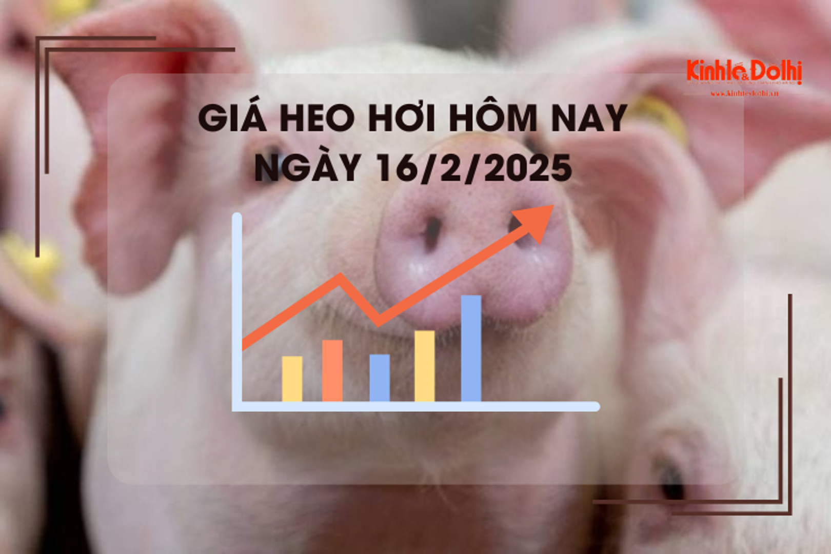 Giá heo hơi hôm nay 16/2: miền Nam cao nhất 73.000 đồng/kg