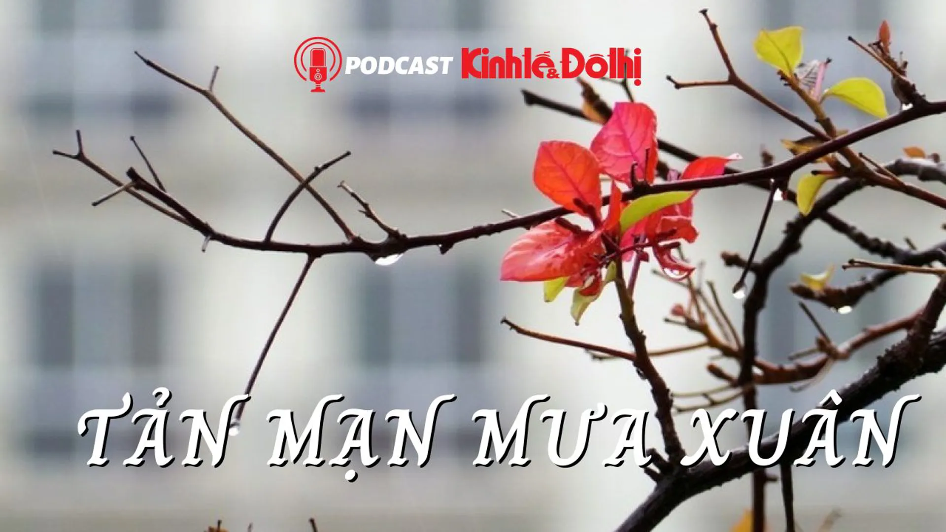 Podcast: Tản mạn mưa xuân