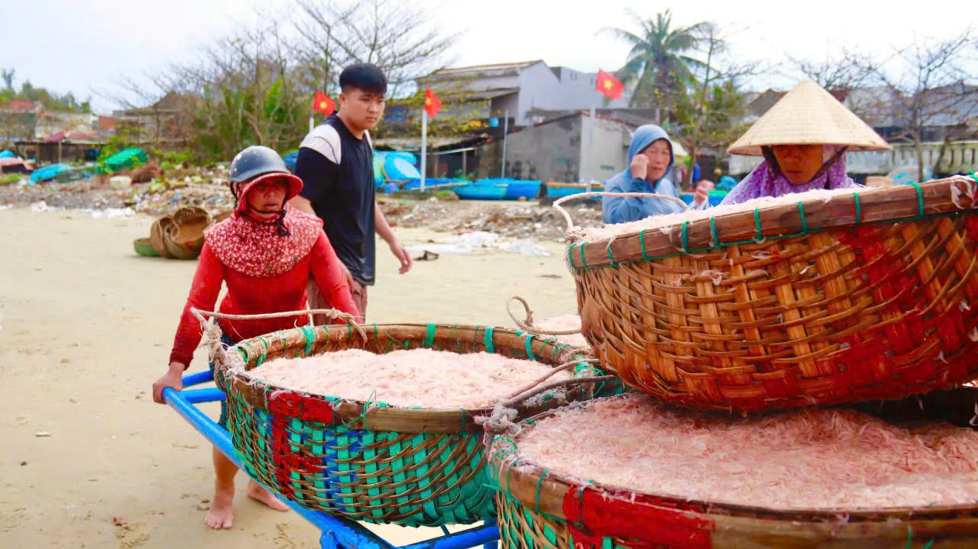 Ngư dân Quảng Ngãi trúng mùa ruốc