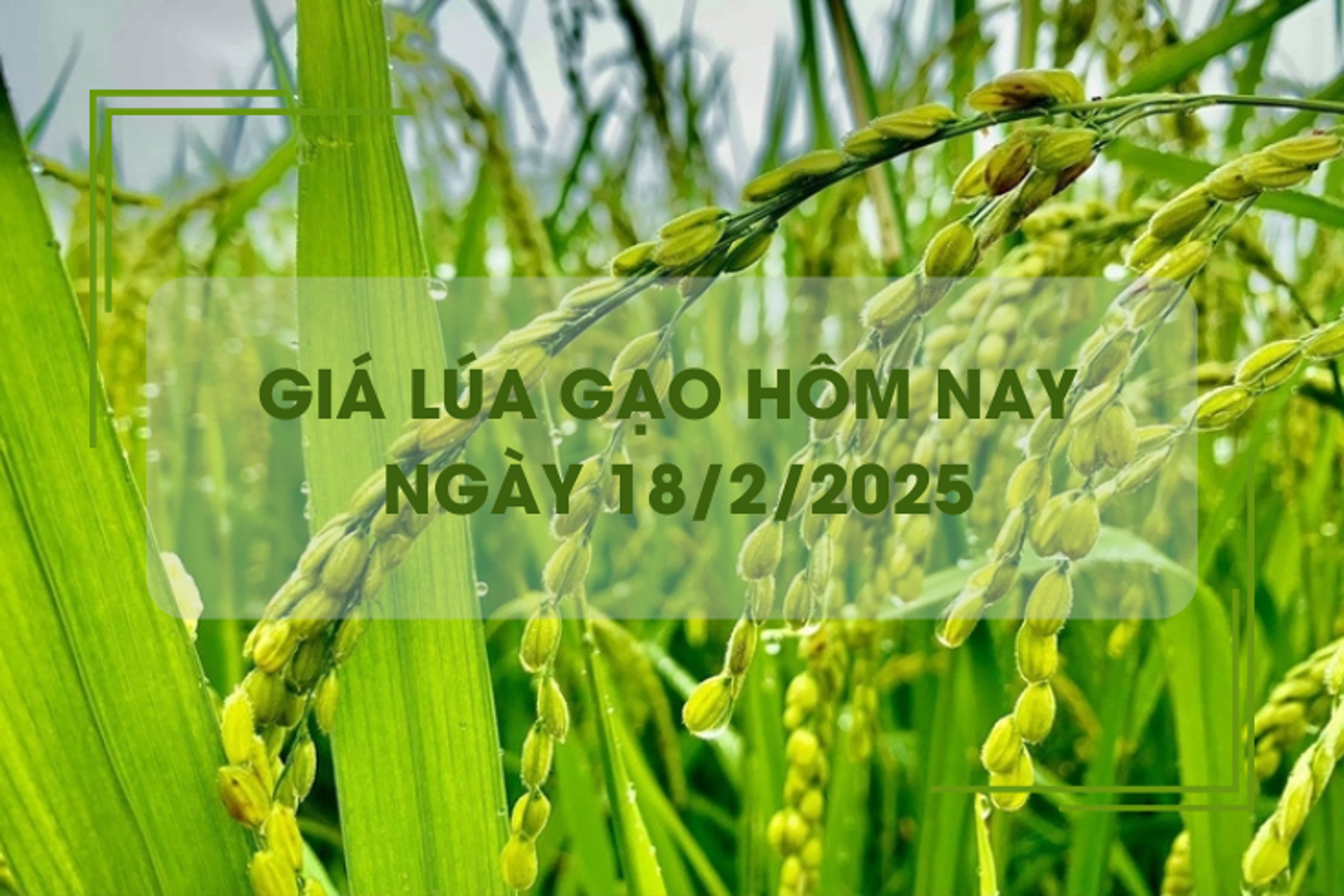 Giá lúa gạo hôm nay 18/2: gạo nguyên liệu tăng 50 - 150 đồng/kg