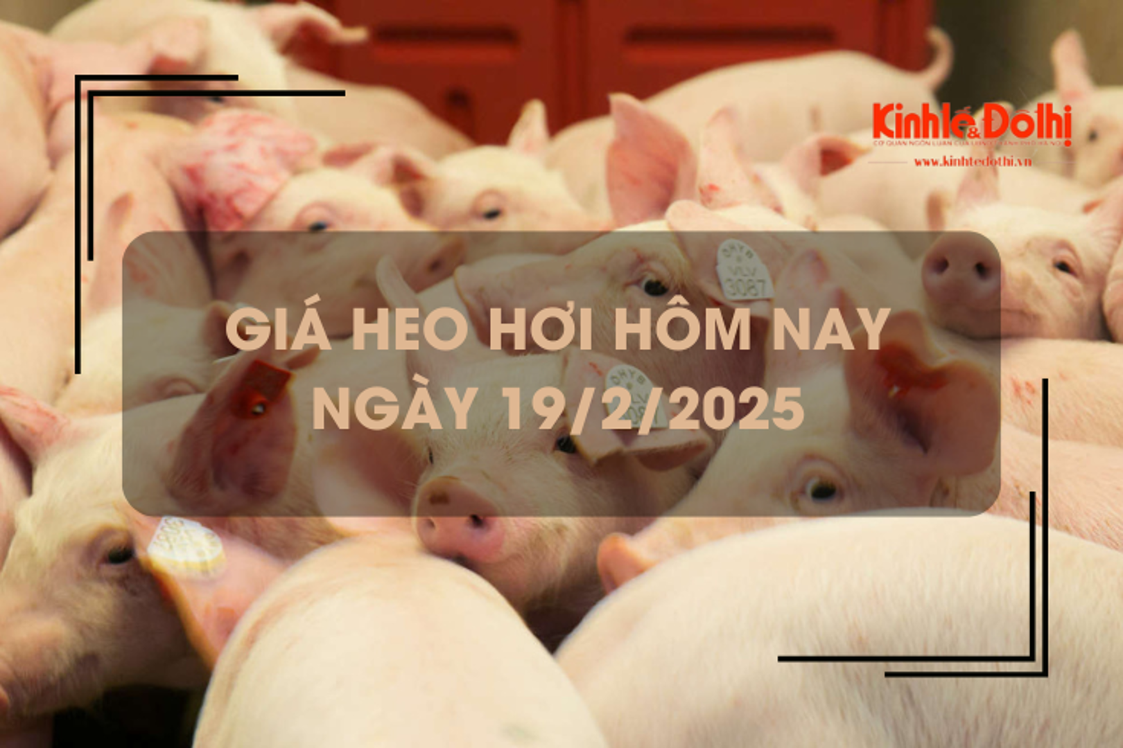 Giá heo hơi hôm nay 19/2: miền Nam đạt đỉnh mới 74.000 đồng/kg