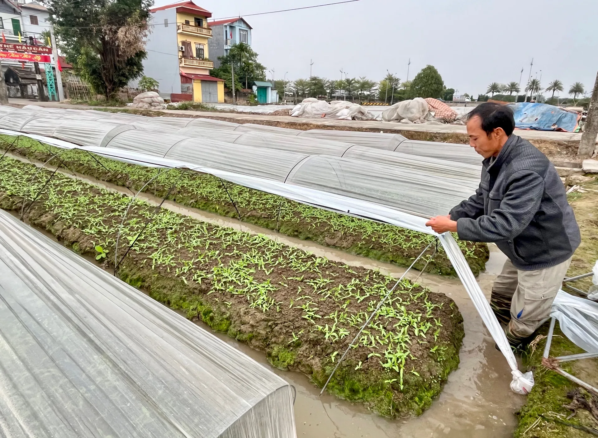 Hà Nội: nông dân “căng mình" chống mưa rét cho rau màu