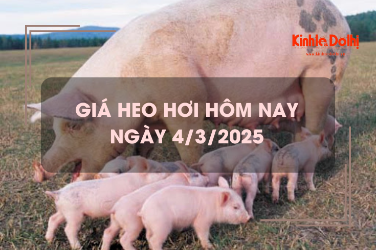 Giá heo hơi hôm nay 4/3: chưa có dấu hiệu hạ nhiệt