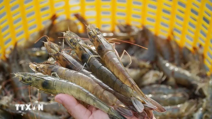 Nắm bắt cơ hội mở rộng thêm thị trường mới cho tôm Việt Nam