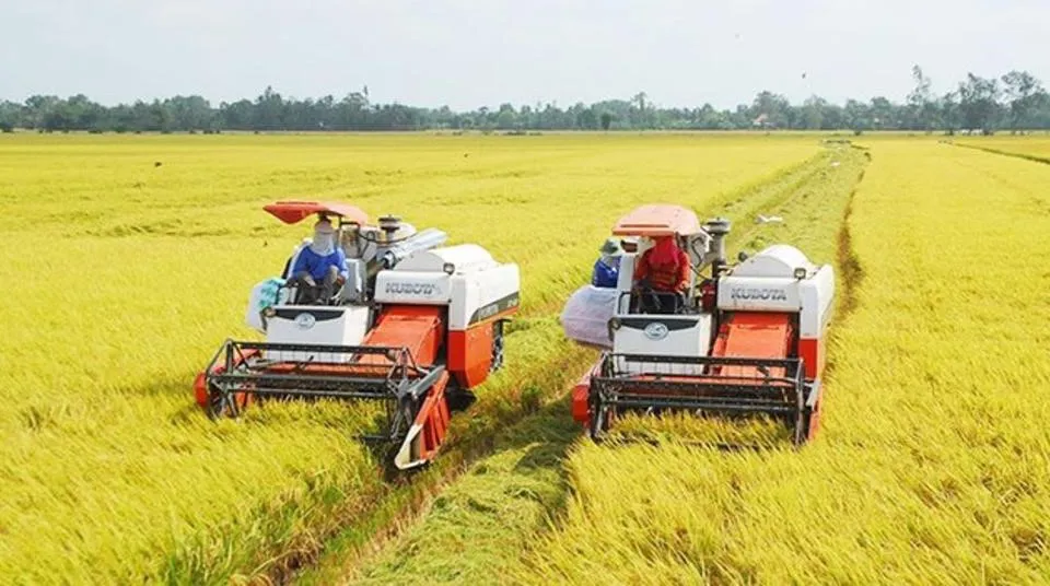 Kiểm soát thị trường để xuất khẩu gạo bền vững