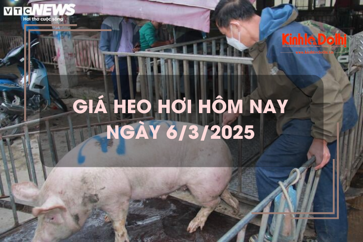 Giá heo hơi hôm nay 6/3: miền Nam tiếp tục chạm đỉnh 83.000 đồng/kg
