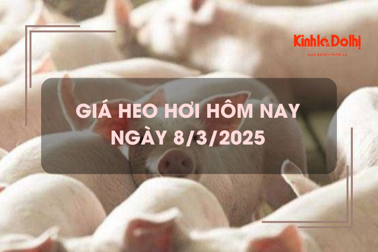 Giá heo hơi hôm nay 8/3: tiếp tục tăng tại nhiều địa phương