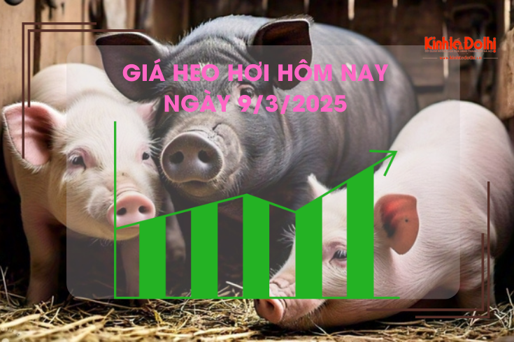 Giá heo hơi hôm nay 9/3: liên tục tăng, chạm ngưỡng 83.000 đồng/kg trong tuần qua