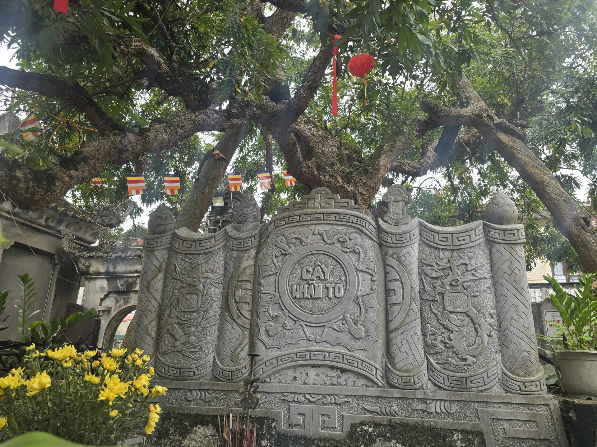 Về Hưng Yên thăm cây nhãn tổ đang mùa trổ hoa