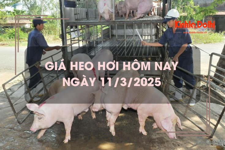 Giá heo hơi hôm nay 11/3: miền Nam tăng nhẹ 1.000 đồng/kg