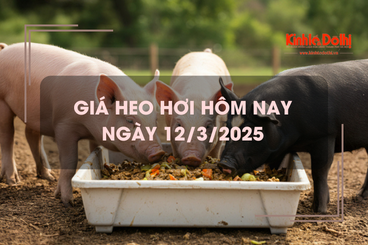 Giá heo hơi hôm nay 12/3: tăng giảm trái chiều