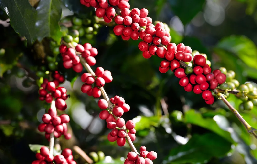 Giá cà phê hôm nay 12/3/2025: Robusta tăng mạnh, thêm gần 200 USD/tấn từ đầu tuần