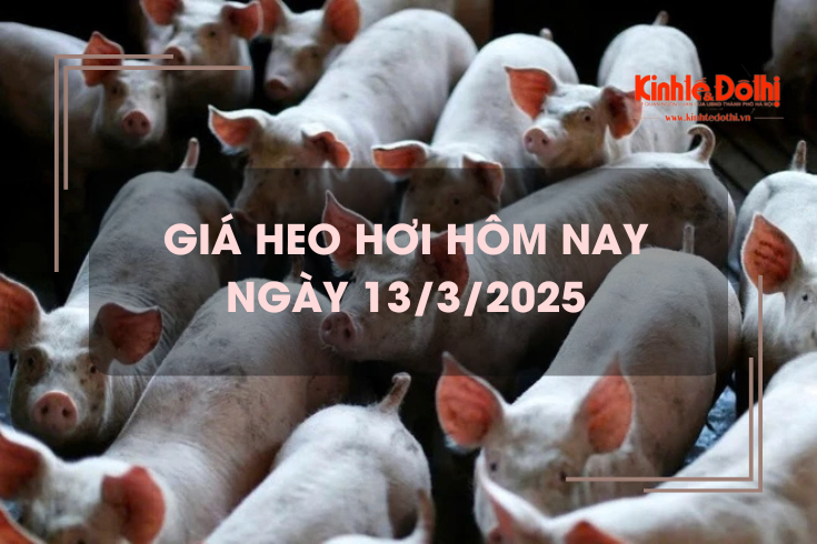Giá heo hơi hôm nay 13/3: có xu hướng hạ nhiệt tại một số khu vực