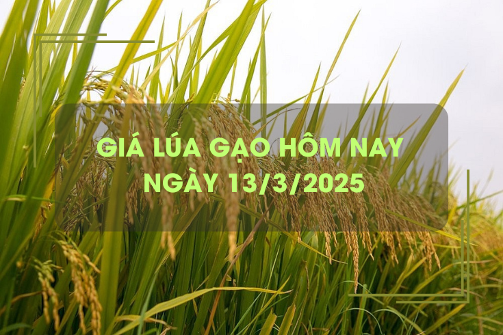 Giá lúa gạo hôm nay 13/3: lúa tươi tăng nhẹ