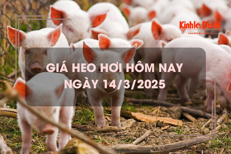 Giá heo hơi hôm nay 14/3: giảm nhẹ trên cả nước