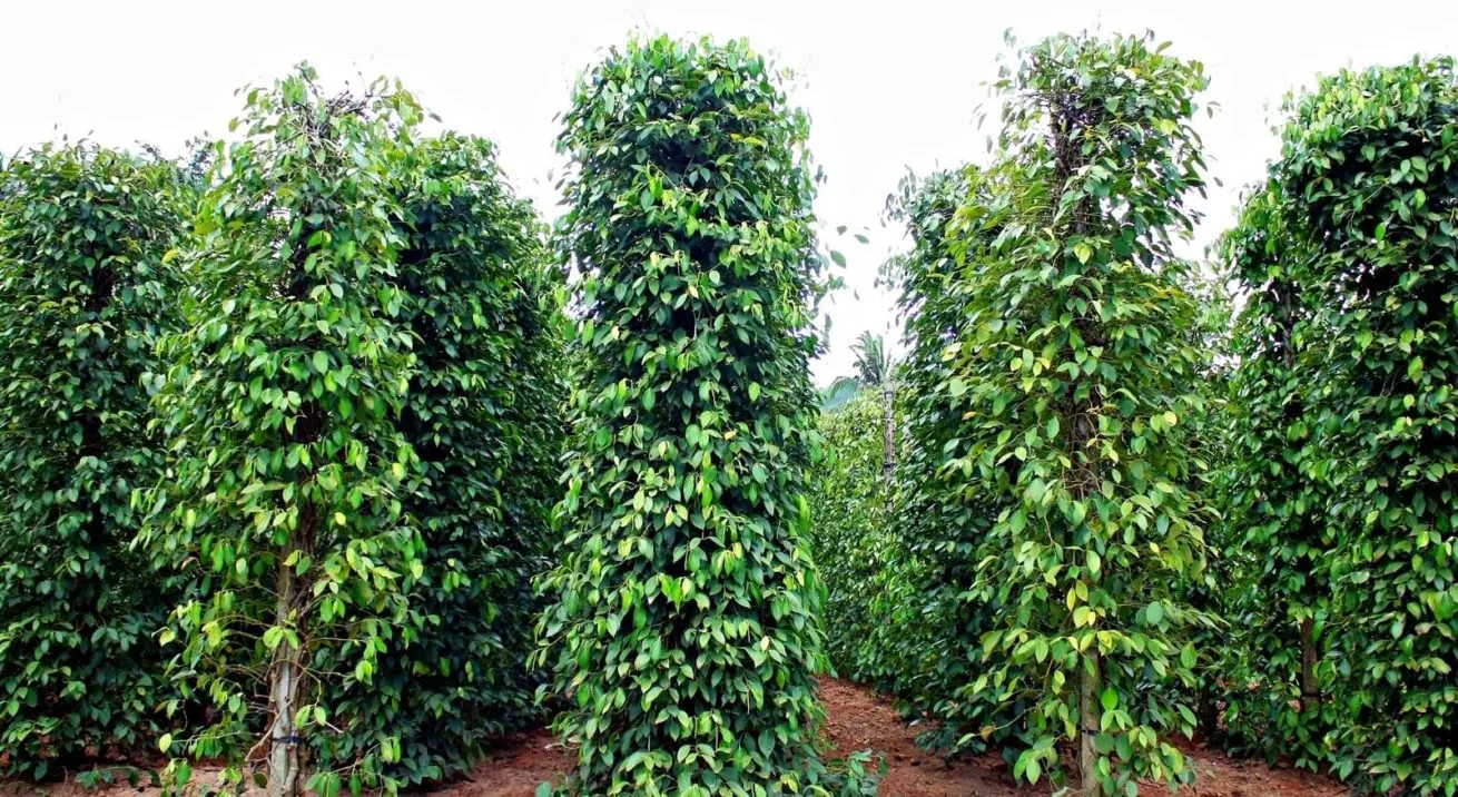 Giá tiêu hôm nay 14/3/2025: 2 ngày tăng liên tiếp, Đông Nam Bộ thêm 1.000 đồng/kg