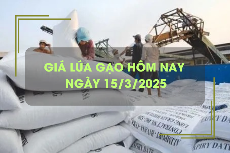 Giá lúa gạo hôm nay 15/3: đồng loạt giảm nhẹ