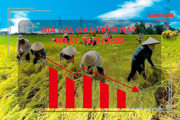 Giá lúa gạo hôm nay 16/3: gạo xuất khẩu bật tăng trở lại
