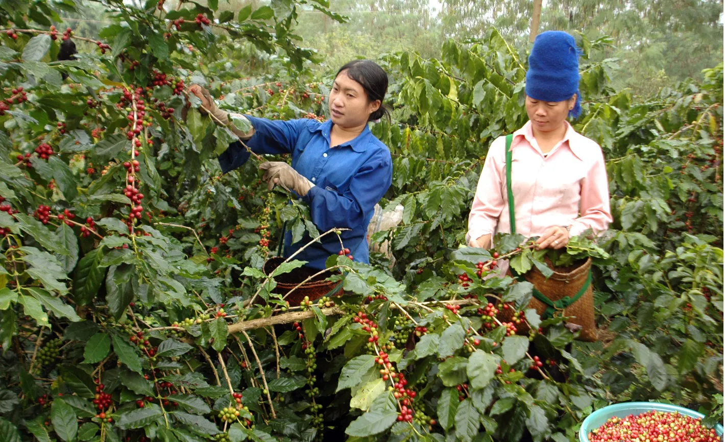 Giá cà phê hôm nay 16/3/2025: Robusta tăng tuần này, trong nước thêm đến 2.000 đồng/kg