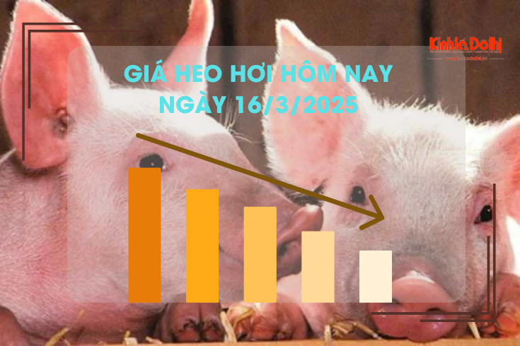 Giá heo hơi hôm nay 16/3: neo cao