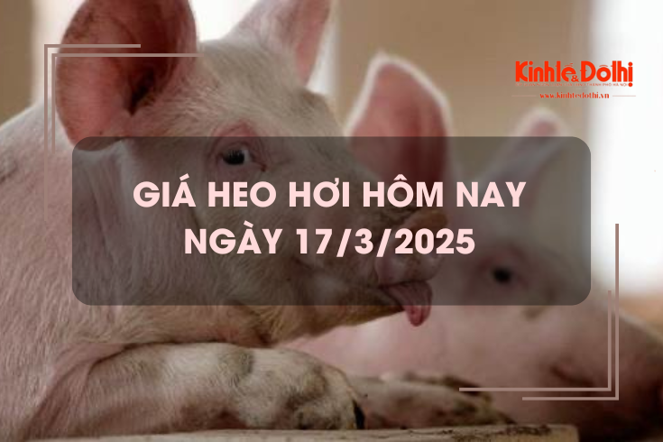 Giá heo hơi hôm nay 17/3: đồng loạt lao dốc