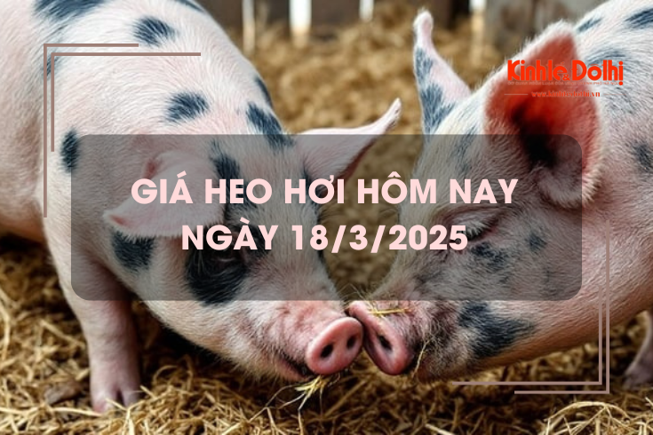 Giá heo hơi hôm nay 18/3: giảm 1.000 - 2.000 đồng/kg trên cả 3 miền