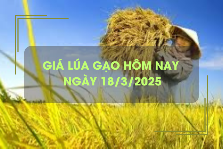 Giá lúa gạo hôm nay 18/3: lúa tươi bật tăng