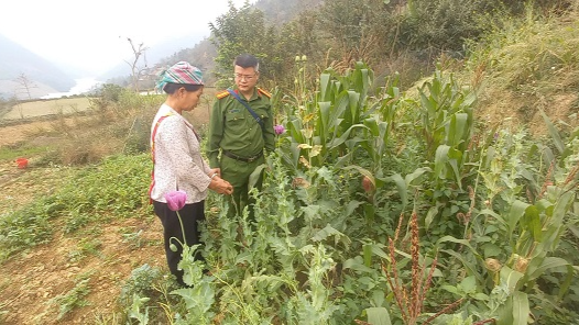 Hà Giang: phát hiện một người dân trồng hơn 700 cây cần sa