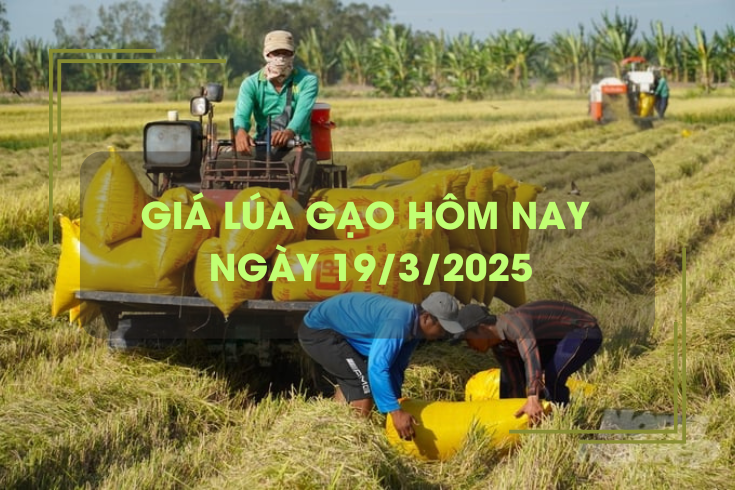 Giá lúa gạo hôm nay 19/3: gạo xuất khẩu bật tăng