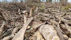 Quảng Ninh: điều tra vụ 2,5ha rừng tự nhiên bị chặt hạ