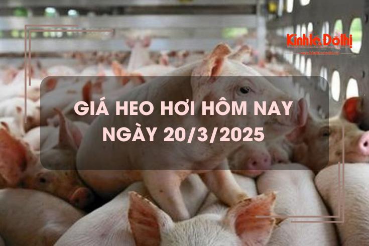Giá heo hơi hôm nay 20/3: miền Bắc tiếp tục xu hướng giảm nhẹ