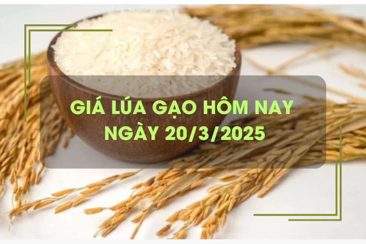 Giá lúa gạo hôm nay 20/3: gạo xuất tiếp tục tăng nhẹ