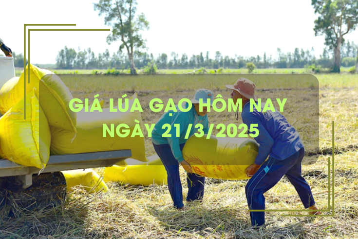 Giá lúa gạo hôm nay 21/3: gạo bật tăng 100 đồng/kg