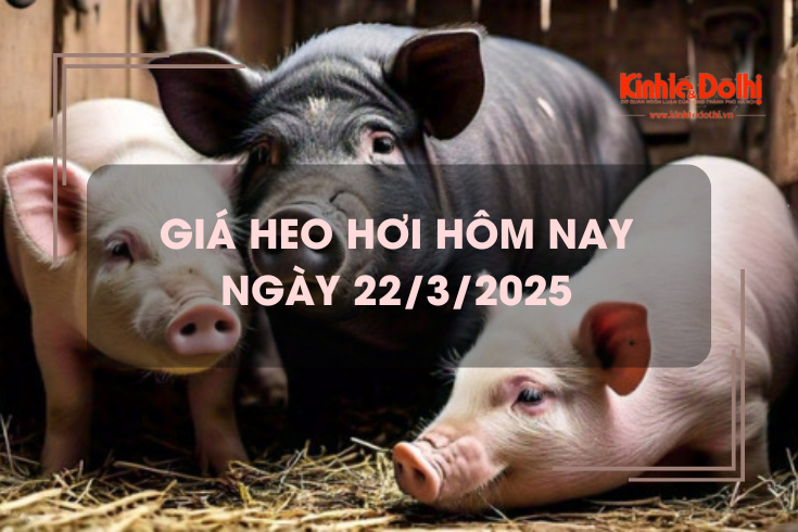 Giá heo hơi hôm nay 22/3: miền Nam tiếp đà lao dốc